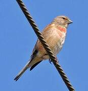 Common Linnet