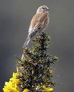 Common Linnet