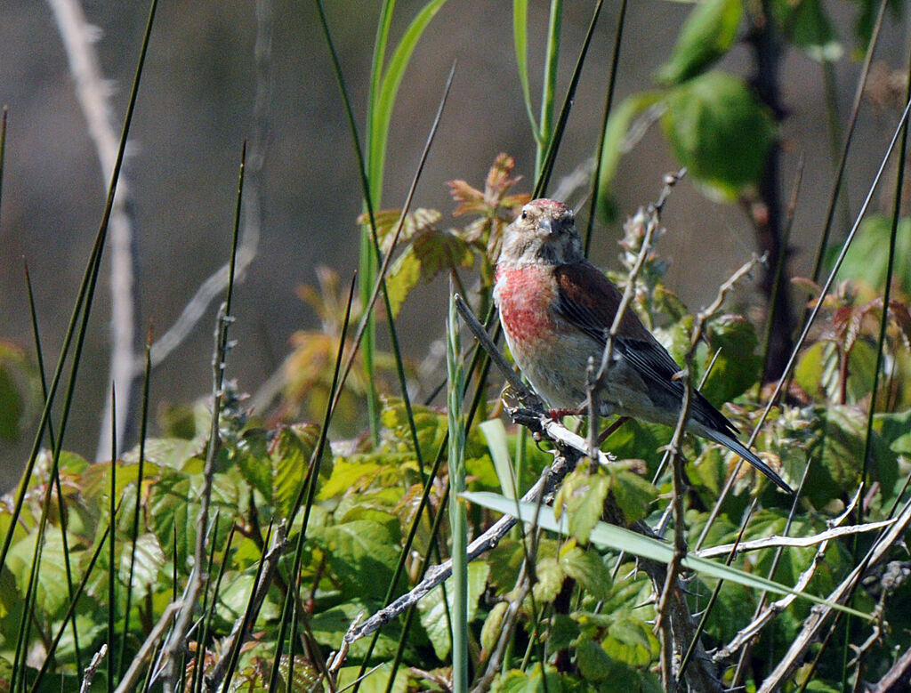 Common Linnet male adult breeding