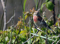 Common Linnet