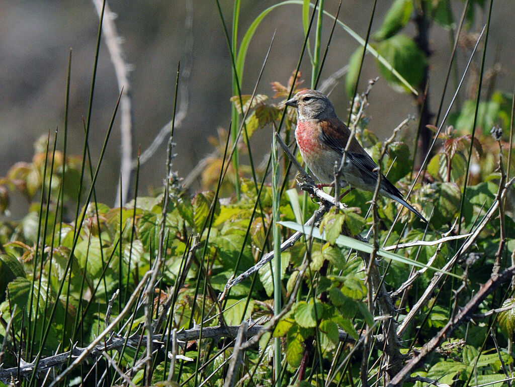 Common Linnet male adult breeding