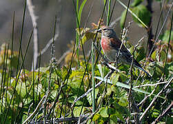 Common Linnet