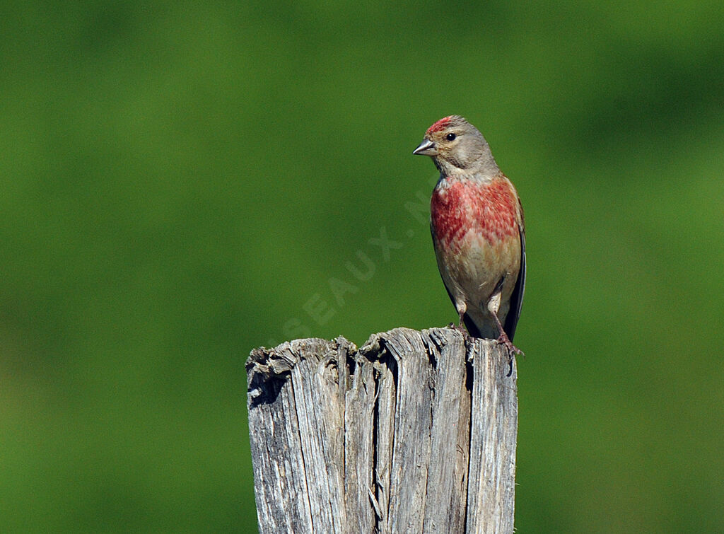 Linotte mélodieuse