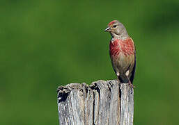 Common Linnet