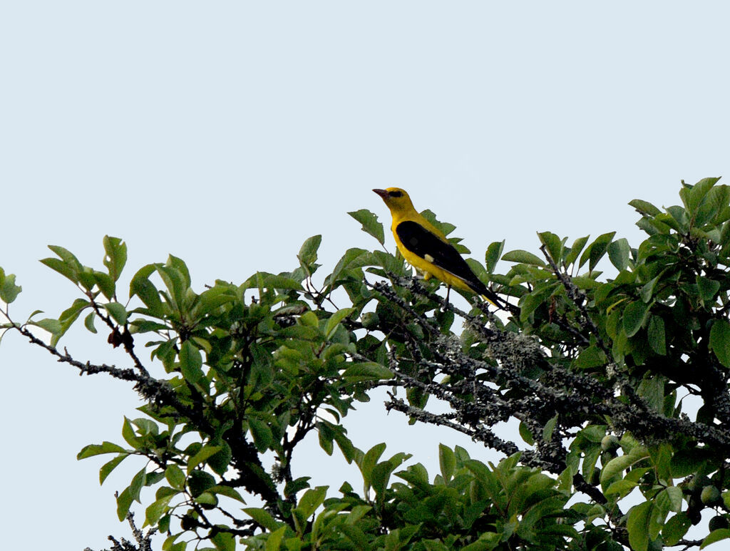 Eurasian Golden Oriole male adult breeding