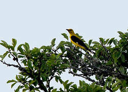 Eurasian Golden Oriole