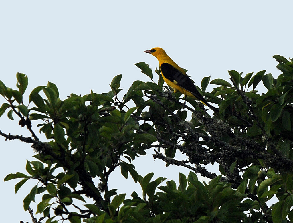 Eurasian Golden Oriole male adult breeding