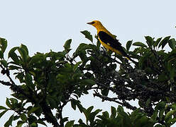 Eurasian Golden Oriole