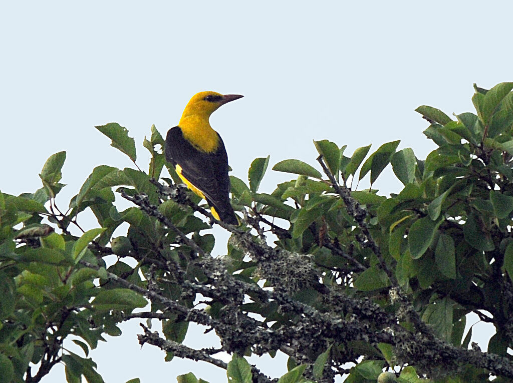 Eurasian Golden Oriole male adult breeding