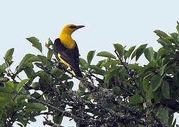 Eurasian Golden Oriole