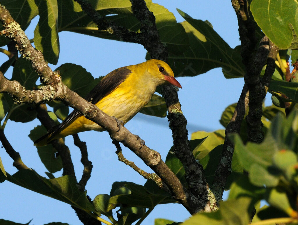 Eurasian Golden Oriole