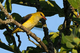 Eurasian Golden Oriole