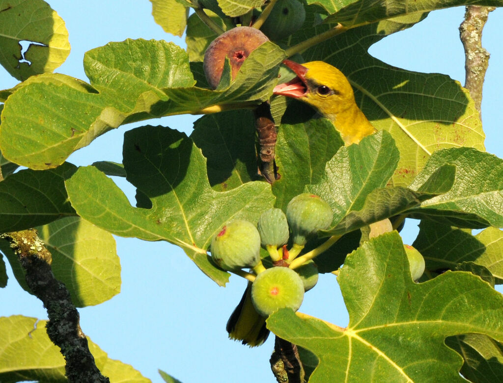 Eurasian Golden Oriole