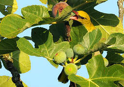 Eurasian Golden Oriole