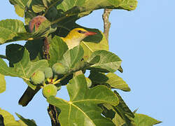 Eurasian Golden Oriole