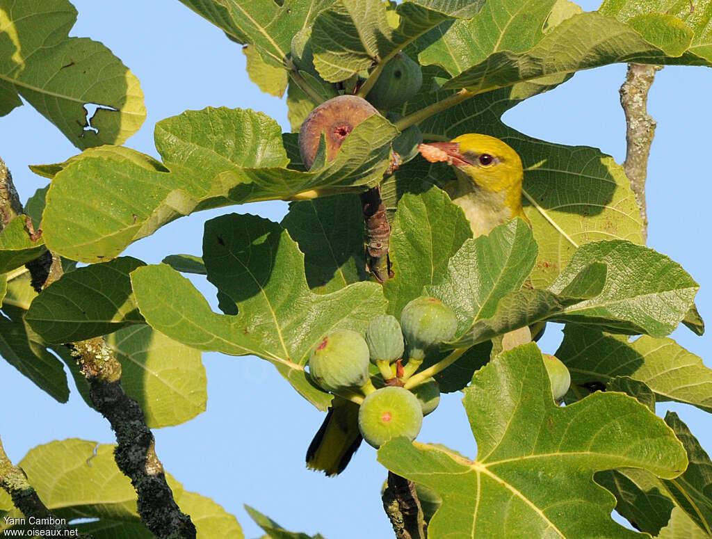 Eurasian Golden Oriole female adult, feeding habits