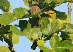 Eurasian Golden Oriole