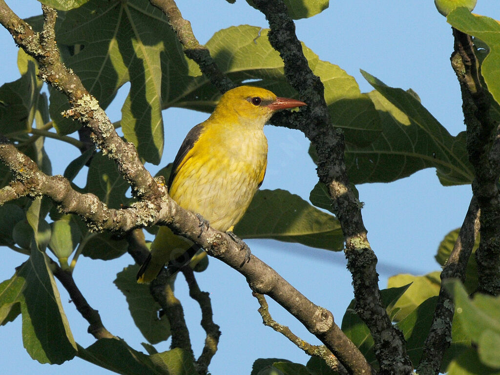 Eurasian Golden Oriole