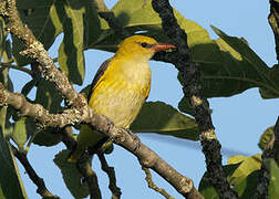 Eurasian Golden Oriole