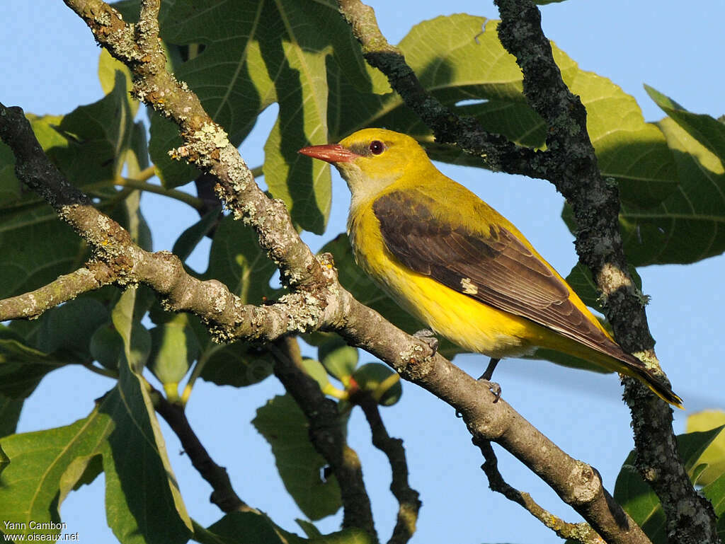 Eurasian Golden Oriole