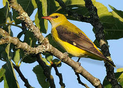 Eurasian Golden Oriole