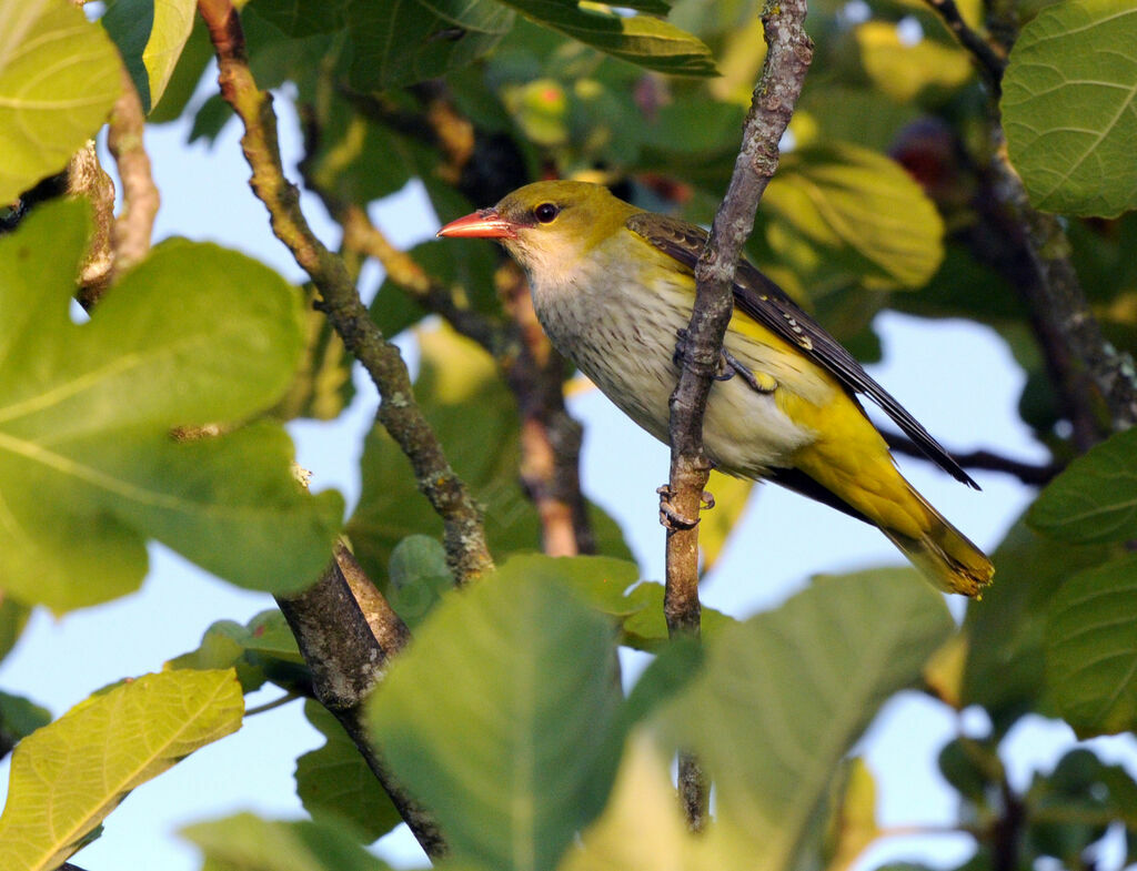 Eurasian Golden Oriole - Oriolus oriolus female adult breeding - yaca186379