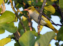 Eurasian Golden Oriole