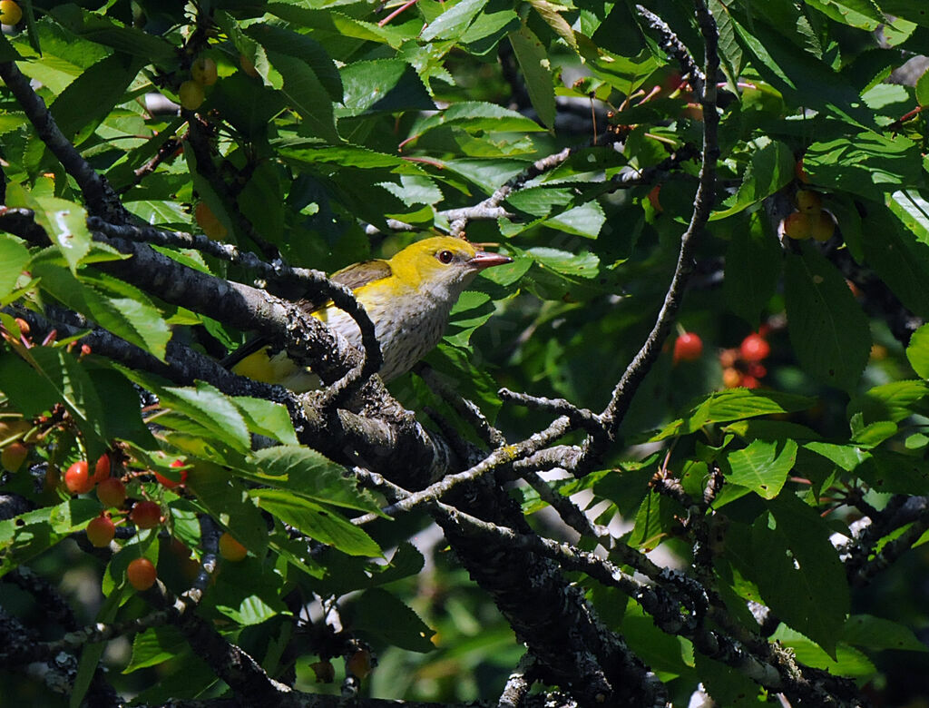 Eurasian Golden Oriole female adult breeding