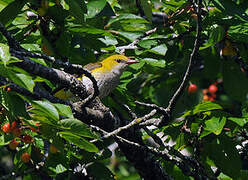 Eurasian Golden Oriole