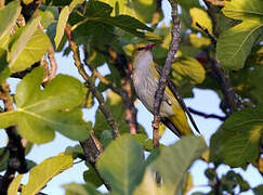 Eurasian Golden Oriole