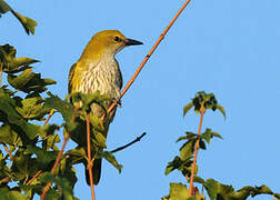 Eurasian Golden Oriole