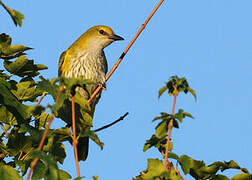 Eurasian Golden Oriole