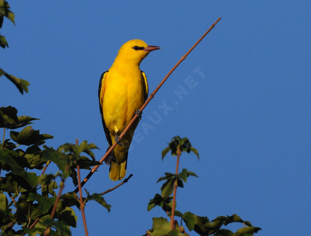 Eurasian Golden Oriole male adult breeding