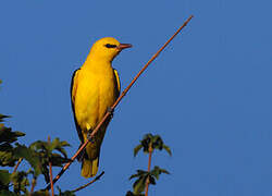 Eurasian Golden Oriole