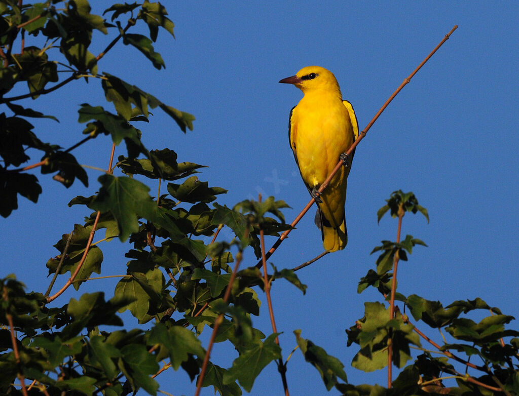 Eurasian Golden Oriole male adult breeding