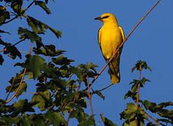 Eurasian Golden Oriole