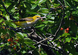 Eurasian Golden Oriole