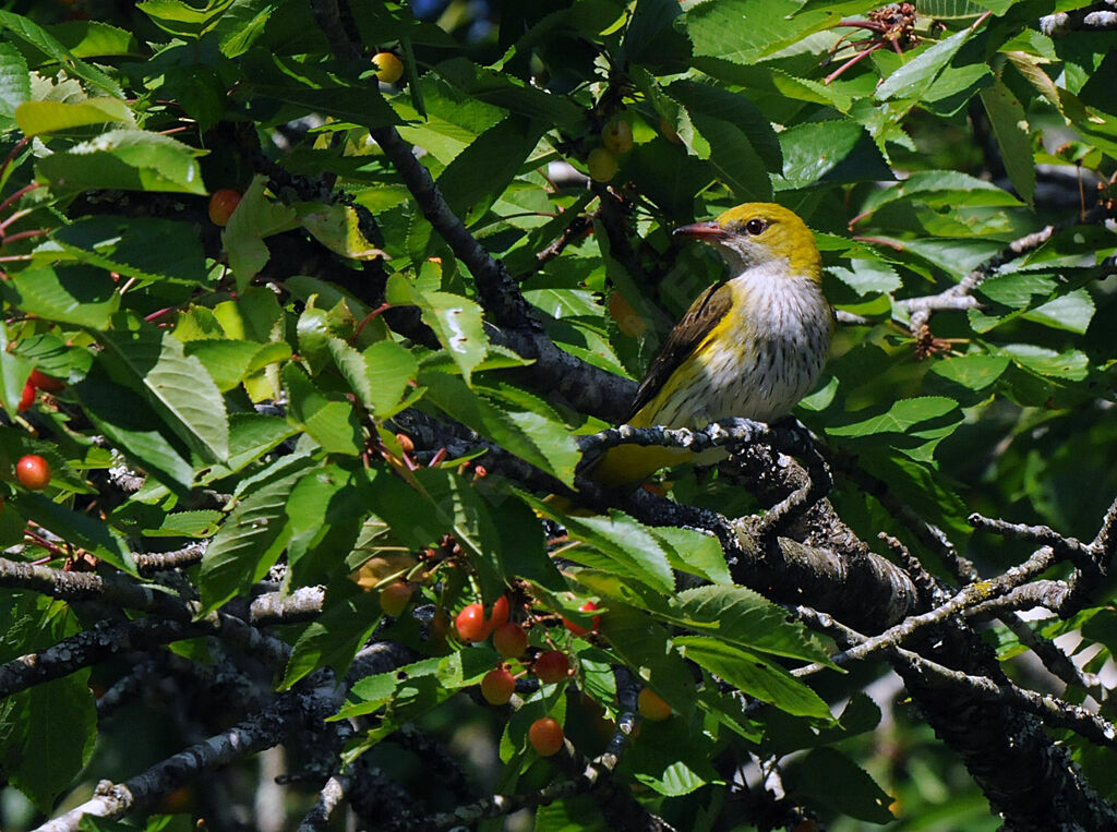 Eurasian Golden Oriole female adult breeding