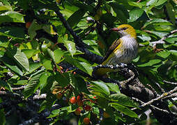 Eurasian Golden Oriole