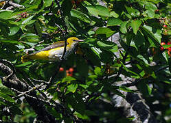 Eurasian Golden Oriole