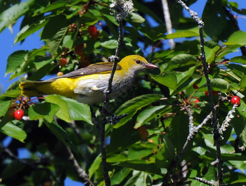 Eurasian Golden Oriole female adult breeding