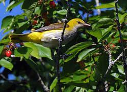 Eurasian Golden Oriole