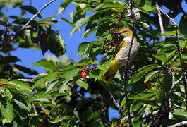 Eurasian Golden Oriole