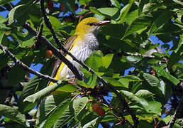 Eurasian Golden Oriole