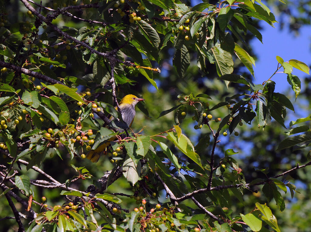 Eurasian Golden Oriole female adult breeding