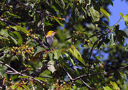 Eurasian Golden Oriole