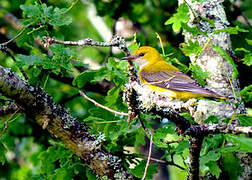 Eurasian Golden Oriole