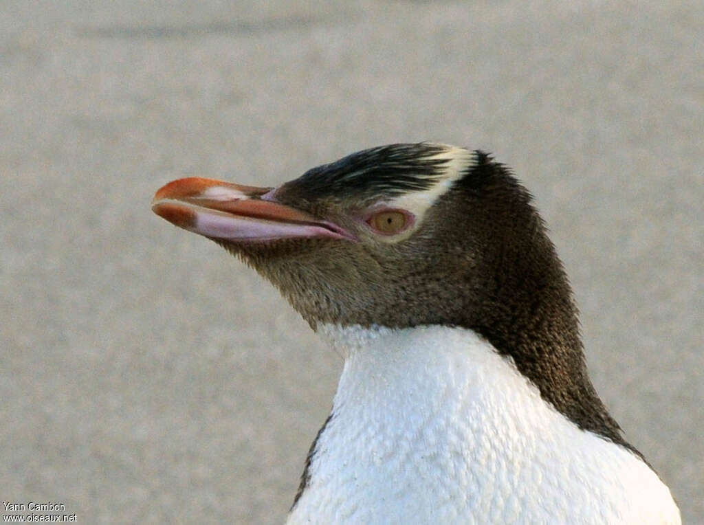 Yellow-eyed Penguinadult, close-up portrait