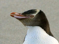 Yellow-eyed Penguin