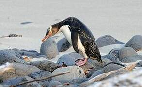 Yellow-eyed Penguin